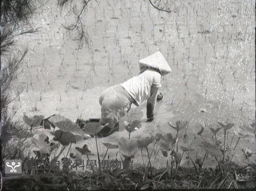 1950至2006年臺灣常民生活藏品圖，第1張