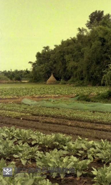 1950至2006年臺灣常民生活藏品圖，第1張