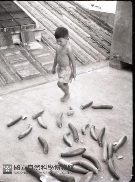 1950至2006年臺灣常民生活藏品圖，第1張