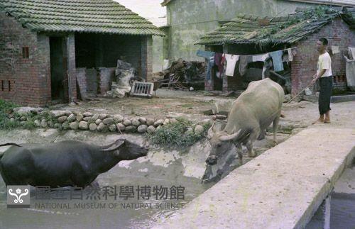 1950至2006年臺灣常民生活藏品圖，第1張