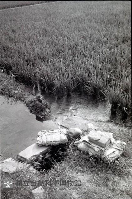 1950至2006年臺灣常民生活藏品圖，第1張