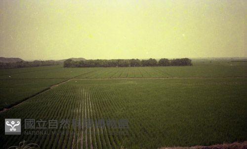 1950至2006年臺灣常民生活藏品圖，第1張