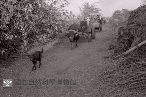 1950至2006年臺灣常民生活藏品圖，第1張