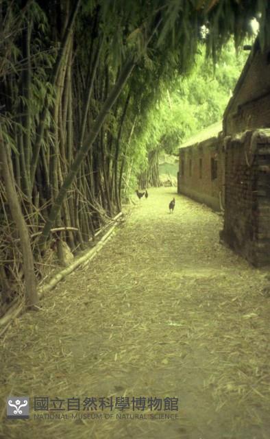 1950至2006年臺灣常民生活藏品圖，第1張