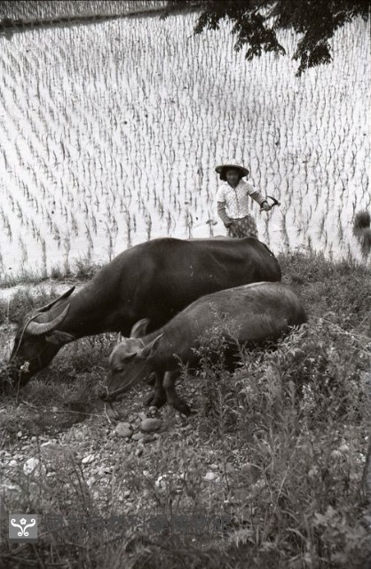 1950至2006年臺灣常民生活藏品圖，第1張