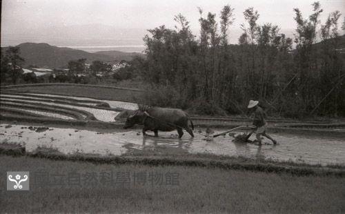 1950至2006年臺灣常民生活藏品圖，第1張