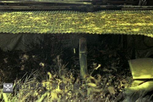 1950至2006年臺灣常民生活藏品圖，第1張