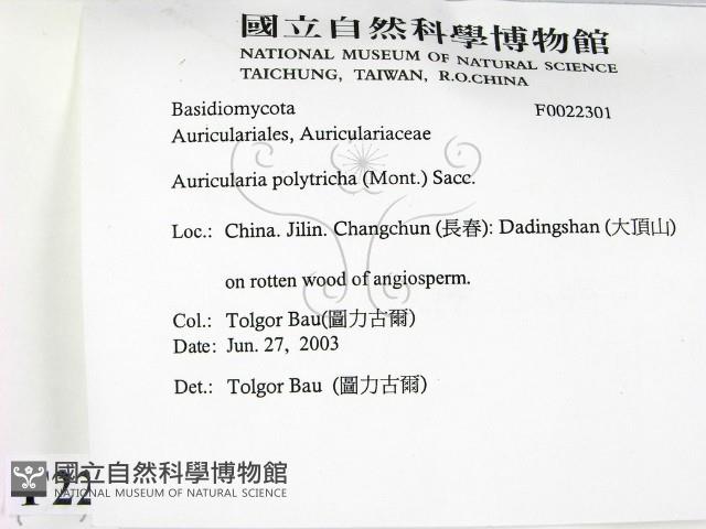 毛木耳藏品圖，第2張