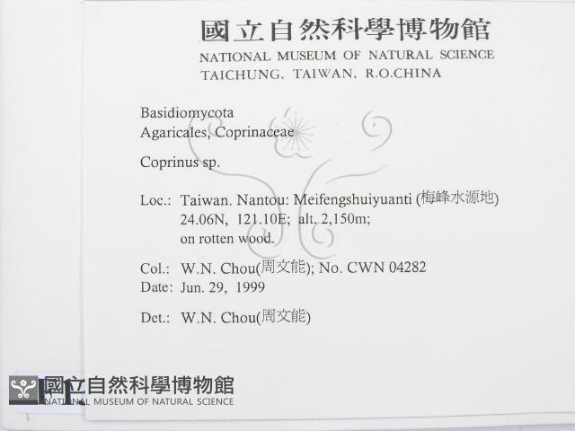 鬼傘屬藏品圖，第2張
