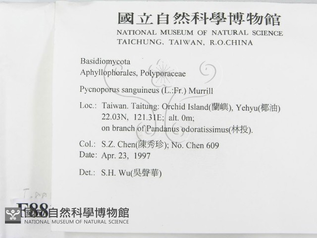 血紅密孔菌藏品圖，第2張