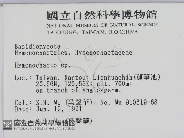刺革菌屬藏品圖，第2張