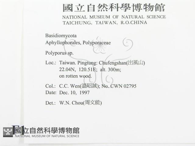 多孔菌屬藏品圖，第2張