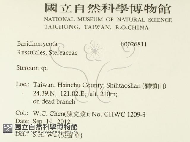 韌革菌屬藏品圖，第2張