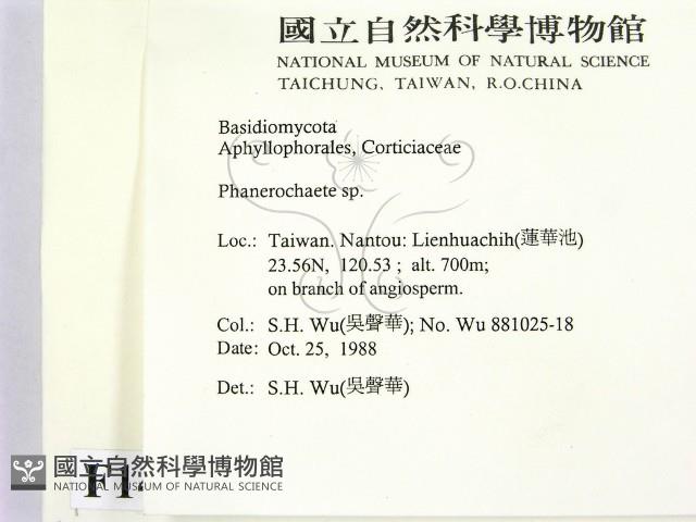 顯絲菌屬藏品圖，第2張