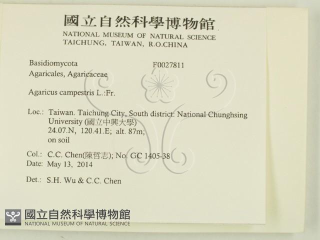 四孢蘑菇藏品圖，第2張