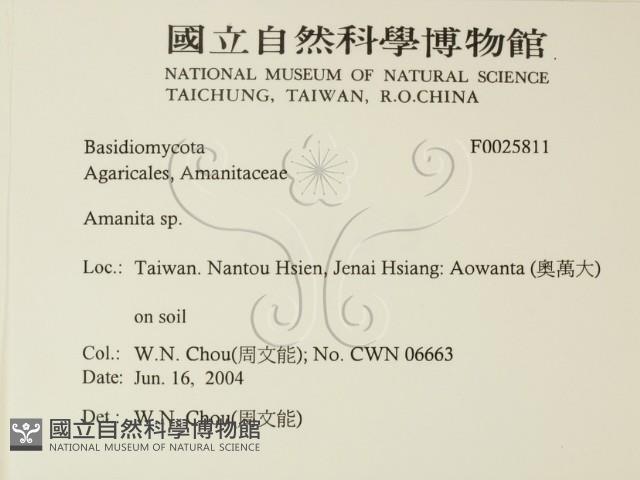 鵝膏屬藏品圖，第2張