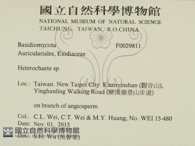 刺皮菌屬藏品圖，第2張