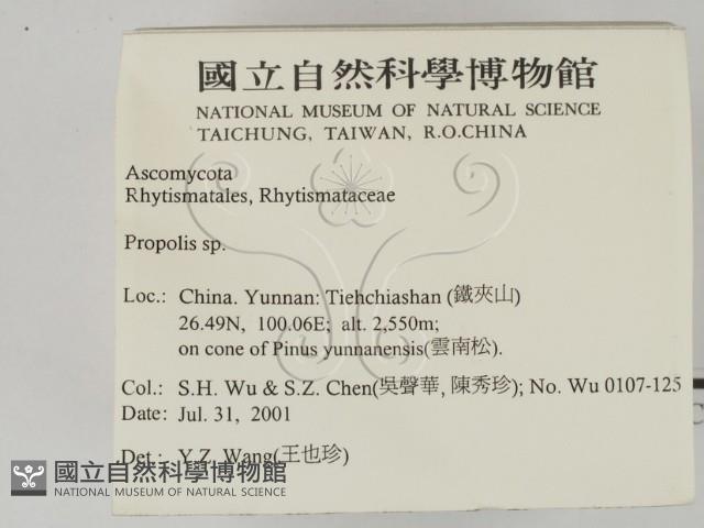 登錄號:F0013811藏品圖，第2張