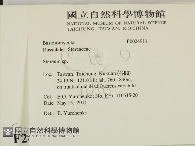 韌革菌屬藏品圖，第2張