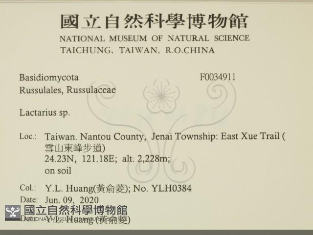 乳菇屬藏品圖，第2張