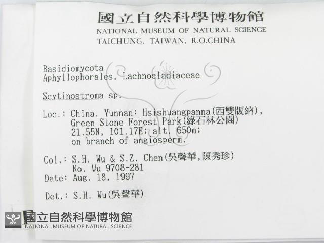 革墊菌屬藏品圖，第2張