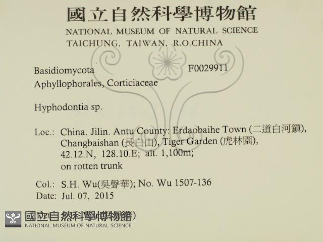 絲齒菌屬藏品圖，第2張