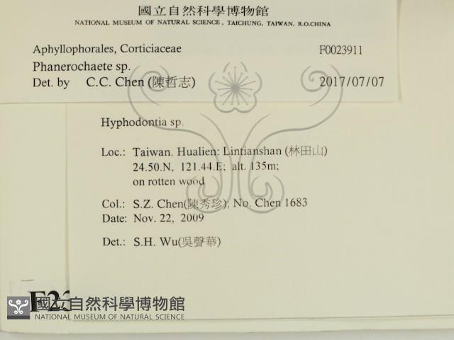 顯絲菌屬藏品圖，第2張