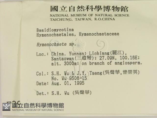 刺革菌屬藏品圖，第2張