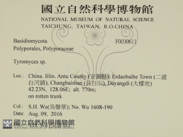 乾酪菌屬藏品圖，第2張