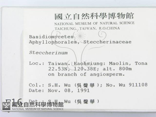 齒耳菌屬藏品圖，第2張