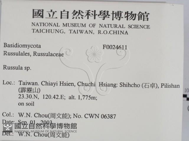 紅菇屬藏品圖，第2張