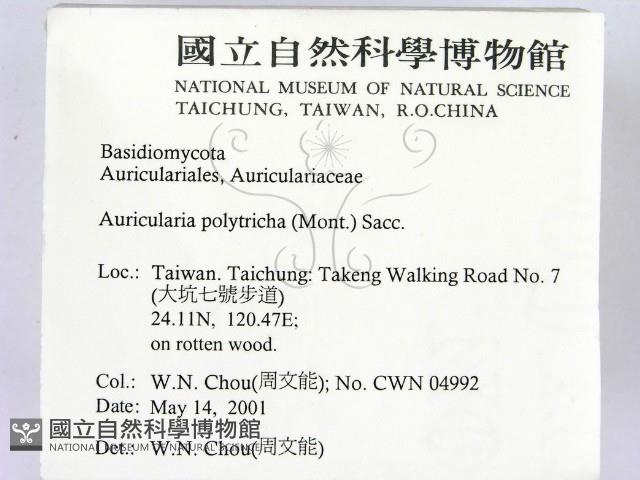 毛木耳藏品圖，第2張