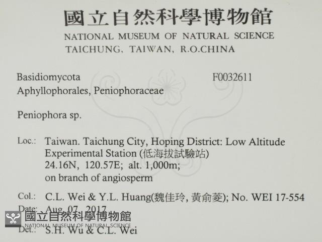筍殼菌屬藏品圖，第2張