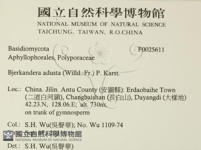 煙管菌藏品圖，第2張