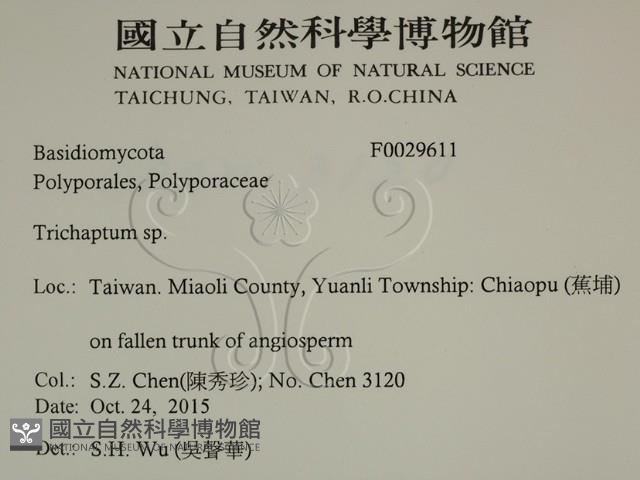 附毛菌屬藏品圖，第2張