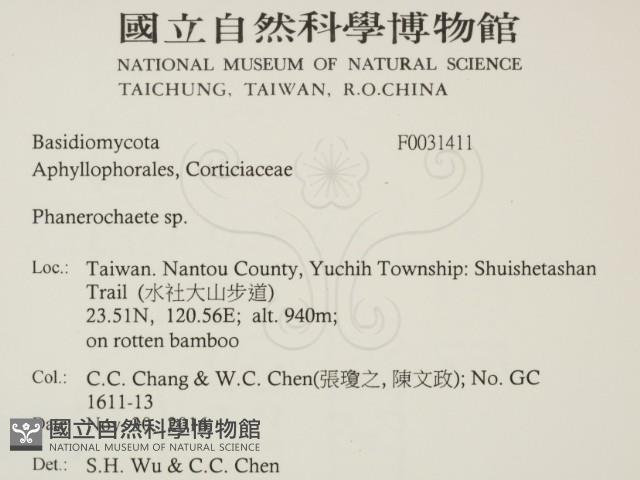顯絲菌屬藏品圖，第2張