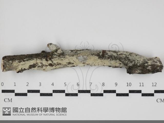 登錄號:F0034411藏品圖，第2張