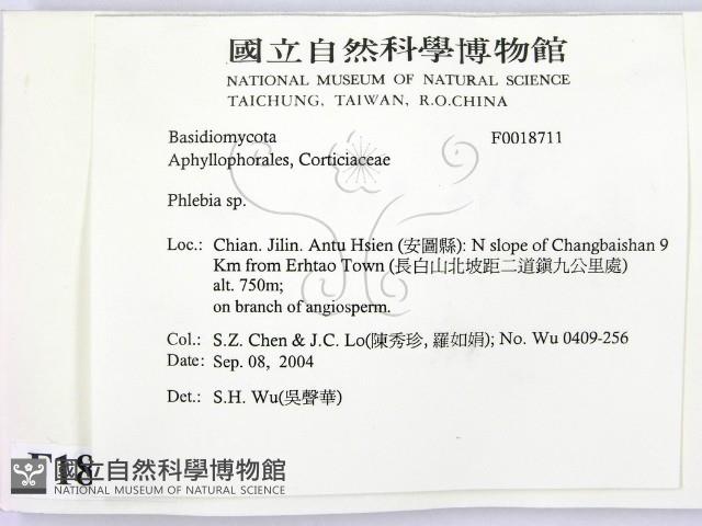 射脈菌屬藏品圖，第2張