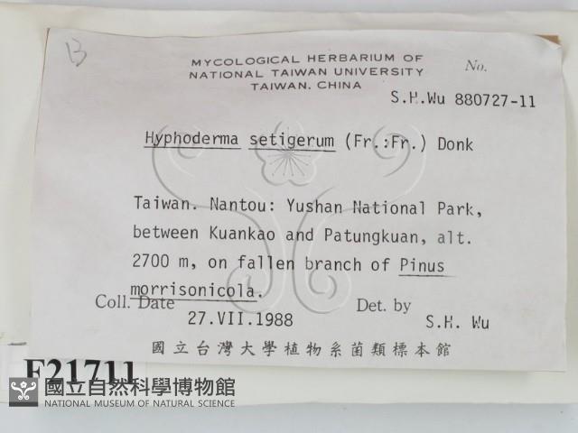 剛毛絲皮菌藏品圖，第2張