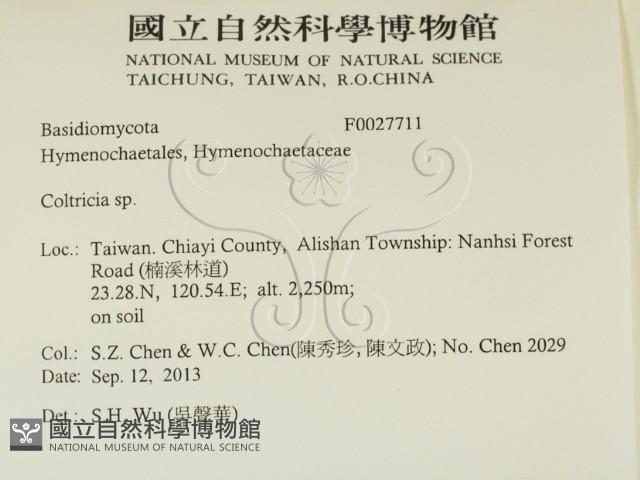 集毛菌屬藏品圖，第2張