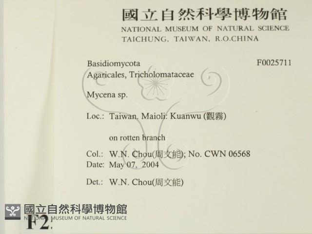 小菇屬藏品圖，第2張