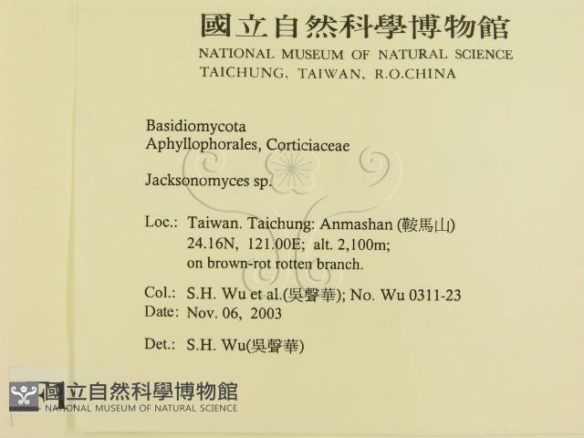 傑克菌屬藏品圖，第2張
