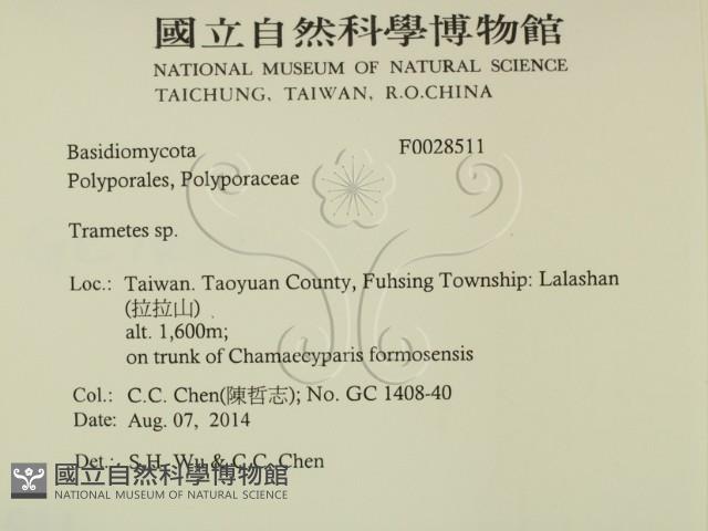 栓菌屬藏品圖，第2張