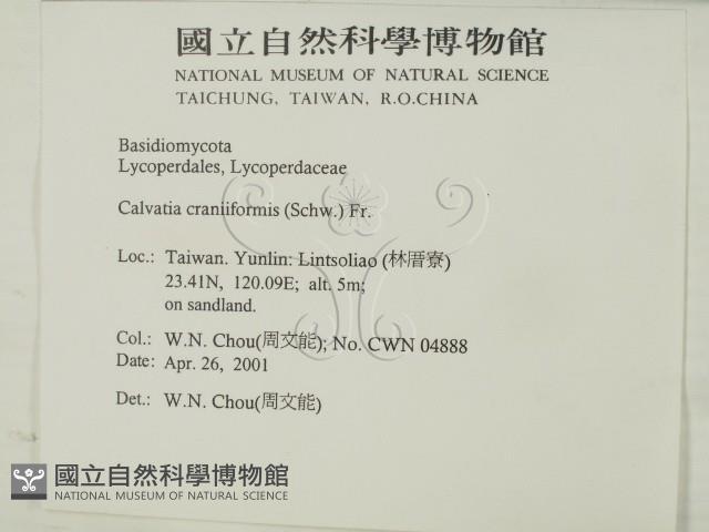 頭狀禿馬勃藏品圖，第2張