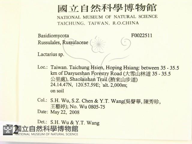 乳菇屬藏品圖，第2張