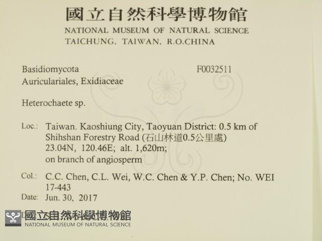 刺皮菌屬藏品圖，第2張