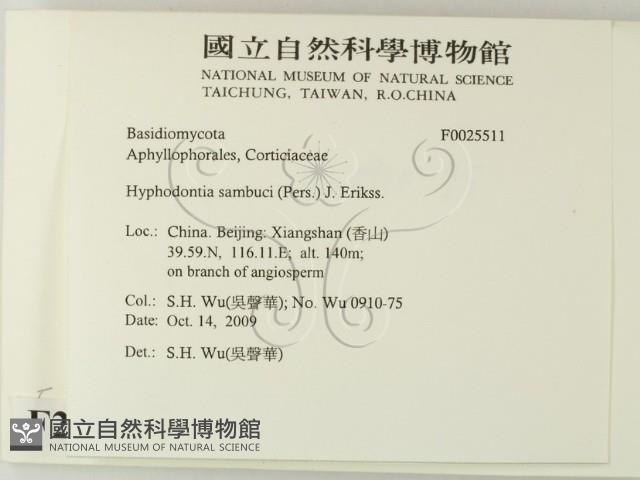 冇骨消絲齒菌藏品圖，第2張