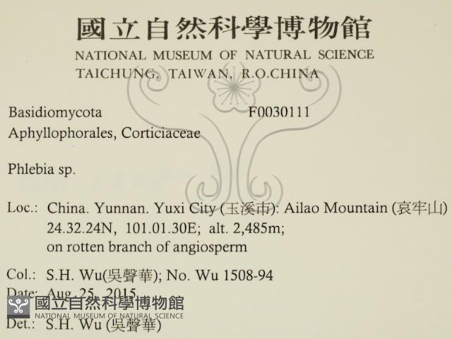 射脈菌屬藏品圖，第2張