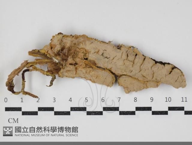 登錄號:F0034311藏品圖，第2張