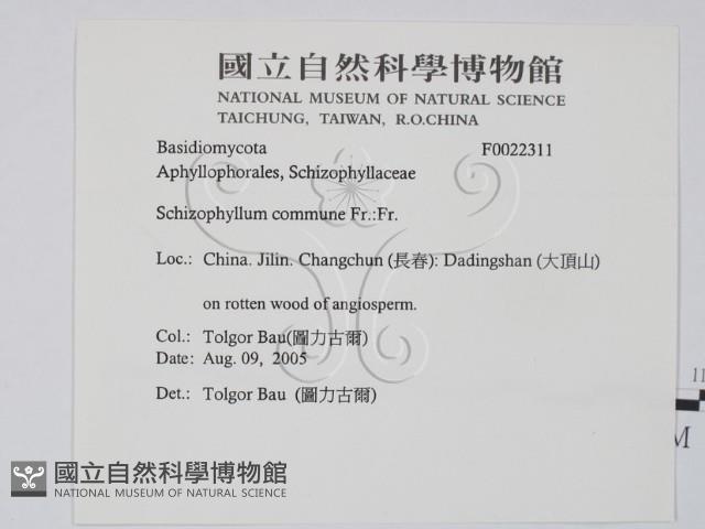 裂褶菌藏品圖，第2張